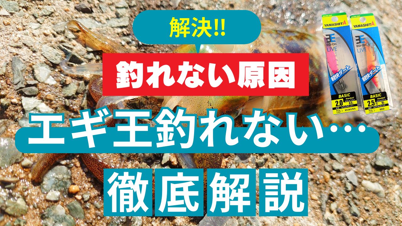 エギングされる方　必須 Eging] A must-see for beginners?! The most important thing to know